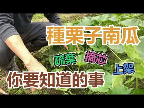 板栗樹|栗子種植